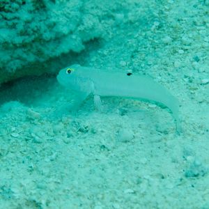 Goby