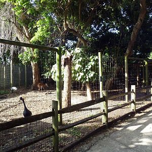 Florida Wetlands - Mixed-Species Exhibit (4 Species)