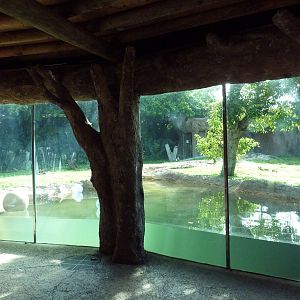 Florida Wetlands - Black Bear Exhibit