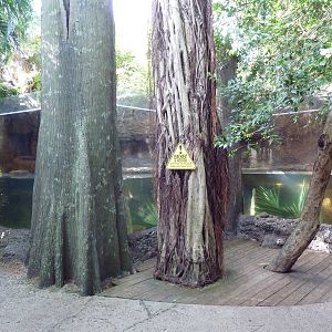 Florida Wetlands - River Otter Exhibit