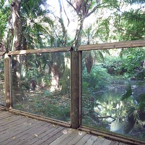 Florida Wetlands - American Alligator Exhibit
