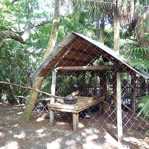 Florida Wetlands - Bald Eagle Exhibit