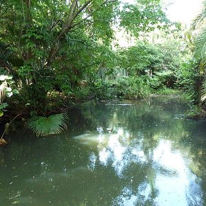 Tropics of the Americas - American Alligator Exhibit