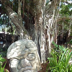 Tropics of the Americas