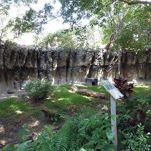Tropics of the Americas - Bush Dog Exhibit