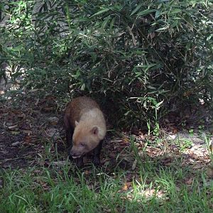Tropics of the Americas - Bush Dog