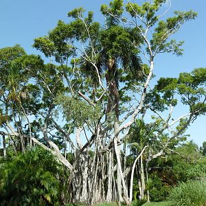 Tropics of the Americas - White-Throated Capuchin Exhibit (Simple + Outstan