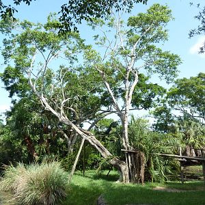 Tropics of the Americas - Mexican Spider Monkey Exhibit
