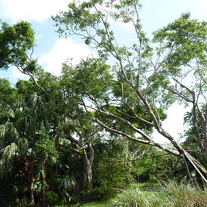 Tropics of the Americas - Mexican Spider Monkey Exhibit