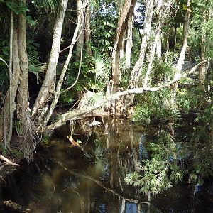Tropics of the Americas - Broad-Snouted Caiman Exhibit