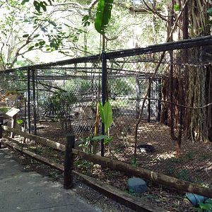 New Guinea Masked Lapwing Exhibit
