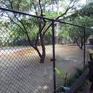 Red Kangaroo Exhibit