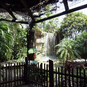 Malayan Tiger Exhibit - See the Tiger?