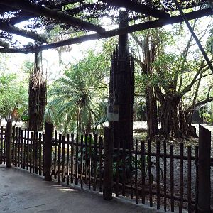 Malayan Tiger Exhibit