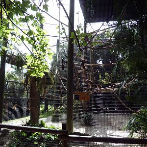 Black Howler Monkey Exhibit