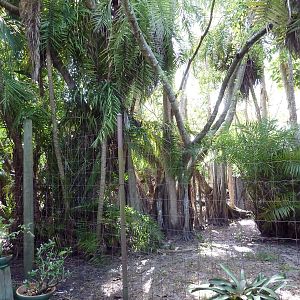 Red-Crowned Crane Exhibit