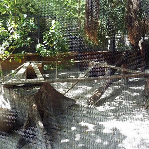 New Guinea Singing Dog Exhibit