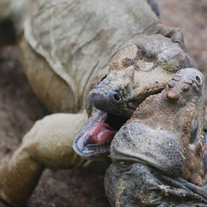 Fighting rhinoceros iguanas