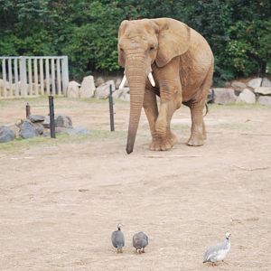 Elephant and guineafowl
