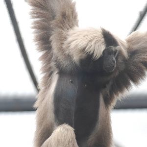 Pileated gibbon
