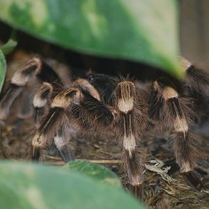 Brazilian white-kneed tarantula