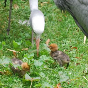 Blue crane chicks