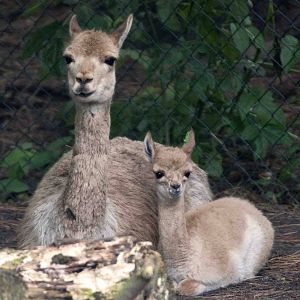 Vicunga and week old baby