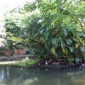 Red-Bellied Lemur/Ring-Tailed Lemur Exhibit