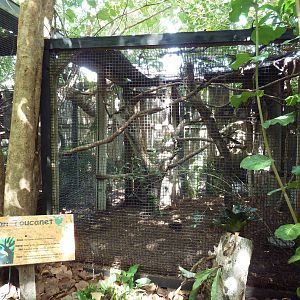 Guianan Toucanet Exhibit