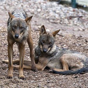 2 Iberian wolves