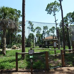 Black Bear Exhibit