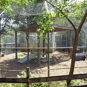 Florida Panther Exhibit