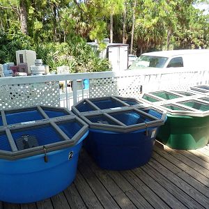 Juvenile Alligator/Crocodile Holding Containers