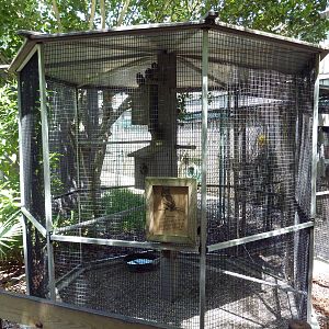 Eastern Screech Owl Aviary (with at least a dozen owls)