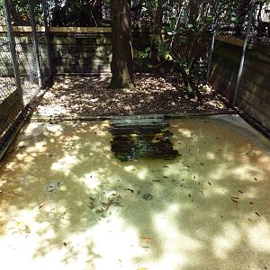 American Alligator Exhibit