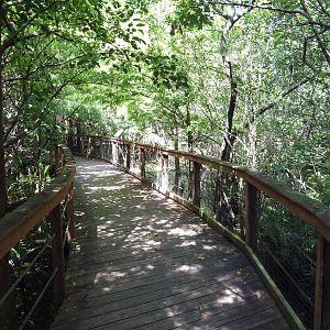 Visitor Boardwalk Pathway