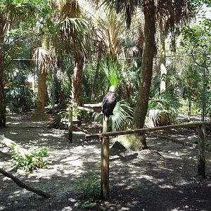 Bald Eagle Exhibit
