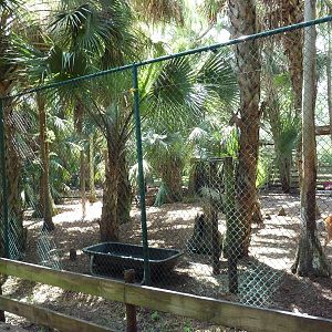 White-Tailed Deer/Sandhill Crane/Wild Turkey Exhibit