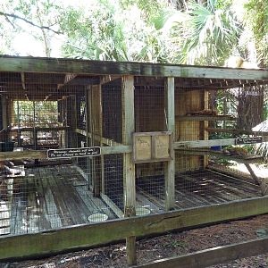 Gray Fox + Red Fox Exhibits