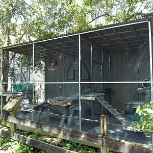 Striped Skunk Exhibit