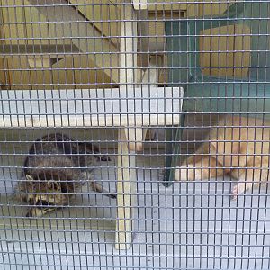 Raccoons - Regular + Albino