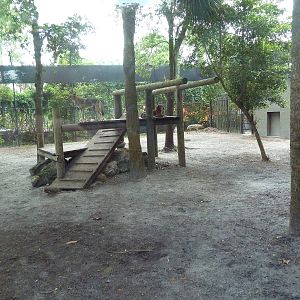 Coyote Exhibit