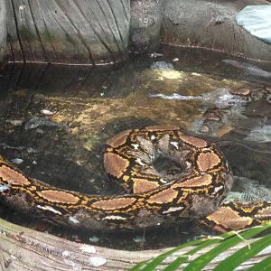 Chester Zoo Visit 30 August 2012 Retic