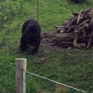 Chester Zoo Visit 30 August 2012 Spectacled Bear