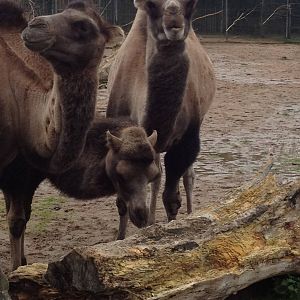 Chester Zoo Visit 30 August 2012 Camels