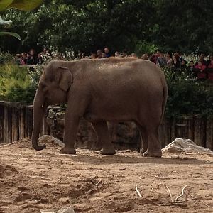Chester Zoo Visit 30 August 2012 Elephant