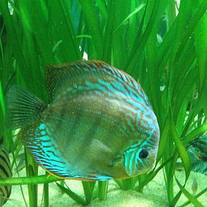 Chester Zoo Visit 30 August 2012 Fish