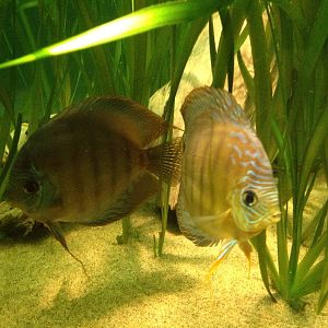 Chester Zoo Visit 30 August 2012 Fish 2