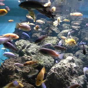 Chester Zoo Visit 30 August 2012 Fish 3