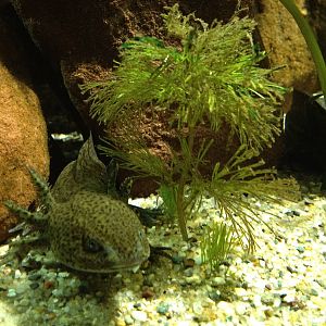 Chester Zoo Visit 30 August 2012 Fish 3